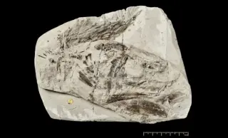 Ancient Coelacanth Fossil Rewrites a Crucial Chapter in Its 400-Million-Year Lineage