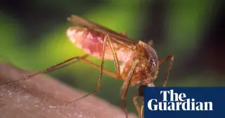 Record Heat and El Nino Fuel Worst Mosquito Season in Los Angeles Decade