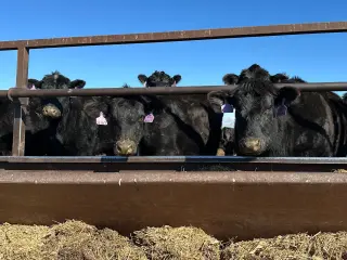 Beef Import Pause Fails to Cut Prices, Deepening Rural GOP Rift