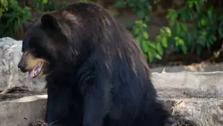 Durango Bear Breaks into Bedroom, Attacks Sleeping Teen
