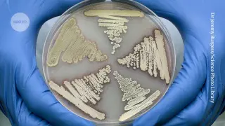 Soil megacluster yields multi-target antibiotics against biotin biosynthesis