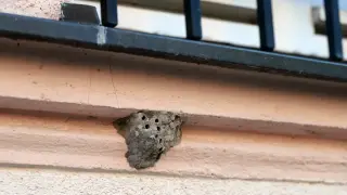 Indiana Porch Wasp Nest Reveals a Hidden Spider Menagerie