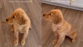 Maple the Golden Retriever Slips While Sitting, Adorable Hardwood Moment