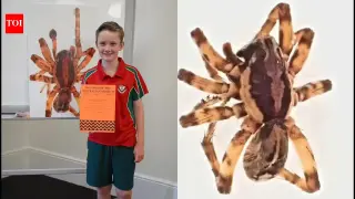 Tasmanian spider named after curious 10-year-old Murphy amid new species discovery