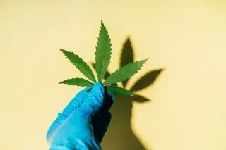 Scromiting and CHS on the Rise as Potency Grows in Cannabis
