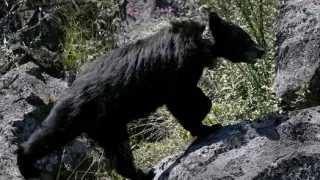 Visitor-fed bear euthanized in Grand Teton after repeated food encounters