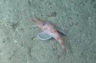 Deep-sea searobin defies fish locomotion by walking sideways and backward