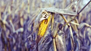 Vanishing Veggie Variety: A Call to Diversify Diets and Fields