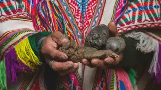 Andean Potatoes Linked to Rapid Evolution of Starch-Digesting Genes