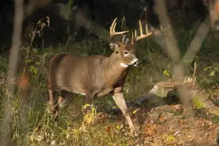 Virginia wildlife grapples with deadly deer hemorrhagic disease outbreak