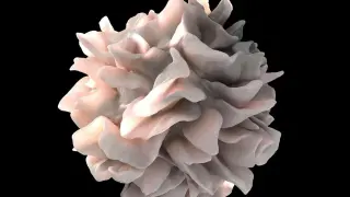 Creatine as Immune Fuel: A New Route to Boost Cancer Immunotherapy