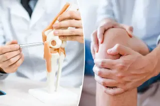Stanford researchers find 15-PGDH inhibitor regrows knee cartilage in mice and human tissue