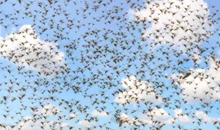 Cookie Avalanche: Ad-Tech Trackers Spill Data Practices
