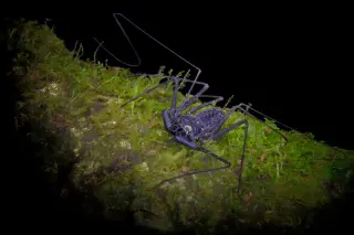Whip Spiders: Cave-Dwellers That Look Like Spiders But Hunt by Touch