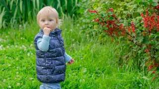 Puberty’s pigment switch: why blond hair often darkens with age