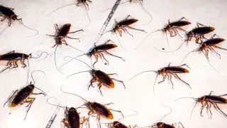 Cockroach Clusters Show Collective Memory Emerging From Social Ties