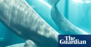 Fourth Beluga Death at Chicago Aquarium Highlights Failures in Canadian Rescue