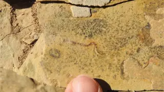 540-Million-Year-Old Fossils Reclassified as Microbial Life, Not Animals
