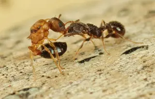 Social-Parasite Ant Produces All-Queen Offspring