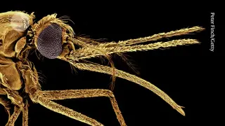 Vaccines Promise Progress, but Funds and Access Lag in Malaria Fight