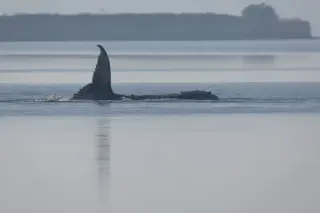 Timmy the Humpback Stranded in the Baltic as Rescue Efforts Falter