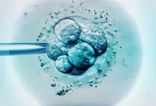 Base editing embryos renews designer-baby debate