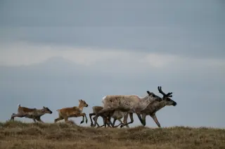 Arctic Refuge lease sale draws meager bids amid environmental clash