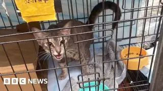 Vietnam Police Bust Ring Allegedly Stealing 2,700 Cats for Meat