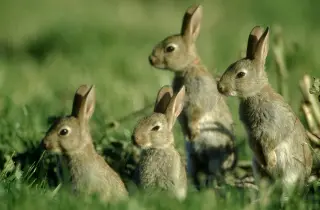 One Pair, One Year: How Quickly Could Rabbits Multiply?