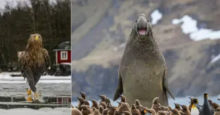 Record 10,000 Entries Shortlist 2026 Nikon Comedy Wildlife Awards