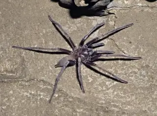Field Observations Hint Tarantulas Use Learning and Memory in Hunting