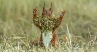 2026 Comedy Wildlife Awards Finalists Showcase Global Humor in Nature
