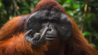 2026 Comedy Wildlife Awards Finalists Highlight Global Humor in Nature