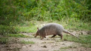 Armadillos May Explain Florida’s Leprosy Uptick