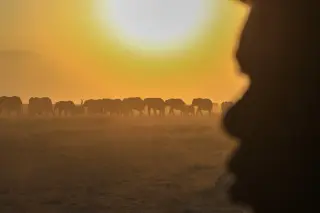 Kenyan farmers dispute cyanide link to 16 elephants