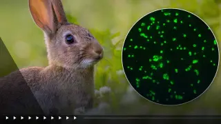 Three Probable Tularemia Cases Spotlight Tick-Borne Rabbit Fever on Long Island