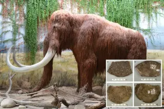 70-Year Fossil Mix-Up Reveals Ancient Whales in Mammoth Labels