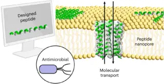 Designed peptide nanopores enable programmable antimicrobial action against drug‑resistant bacteria