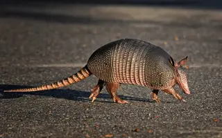 Armadillos and an ancient disease: a Florida leprosy uptick
