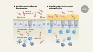 Pregnant gut remodeling linked to maternal-fetal protection