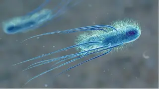 Temperate phage remixes flagellin to boost bacterial motility and colonization