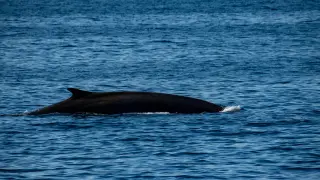 Endangered Fin Whale Found Dead on Cruise Ship Bow in Alaska