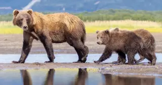 Alaska court greenlights bear killings to aid caribou recovery