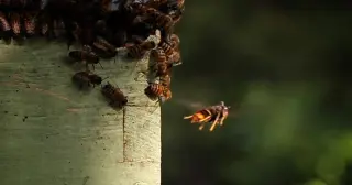 Asia-born yellow-legged hornets ignite high-stakes battle to defend South Carolina bees
