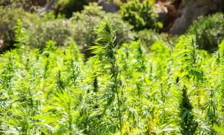 Congress Poised to Let Hemp Ban Stand, Industry Warns of Fallout