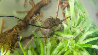 Cordyceps expands its life cycle into mosses, not just insects