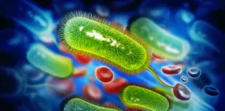 Could stomach bacterium H. pylori be linked to one-fifth of bowel cancers?