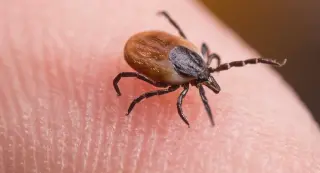 Tularemia Surfaces in New York: Tick-Linked 'Rabbit Fever' in Suffolk County