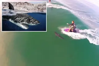 Drone footage shows SoCal surfers paddling inches from great white sharks amid warming seas