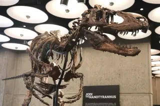 Rare Nanotyrannus Skeleton 'Jodi' Heads to Sotheby's Auction for $6M-$9M
